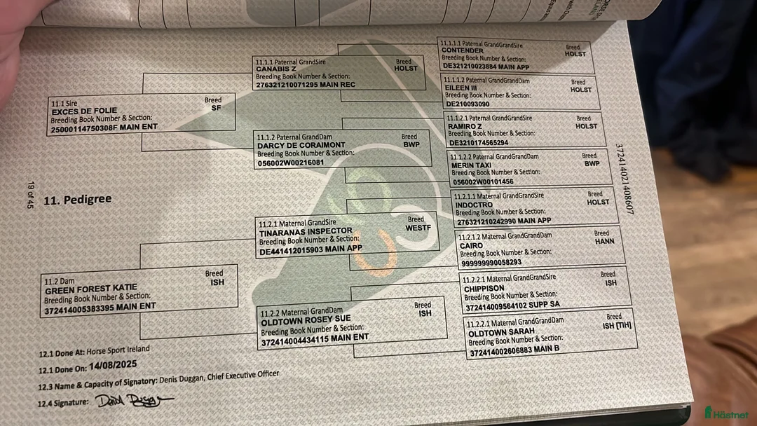 Allround hästar till salu: 6yo Allrounder mare 15,2hh i Ljungby - Annons 5