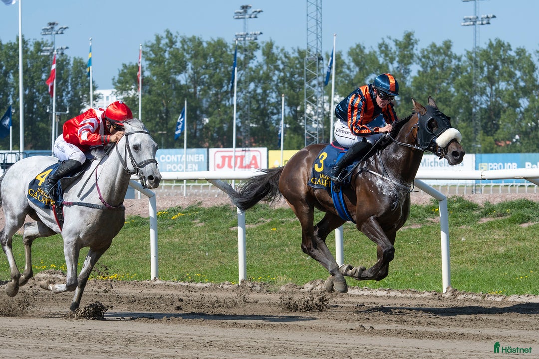  medryttarhäst finnes: Rutinerad medryttare sökes  - Annons 1