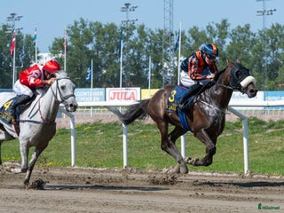 medryttarhäst finnes: Rutinerad medryttare sökes - Annons 17