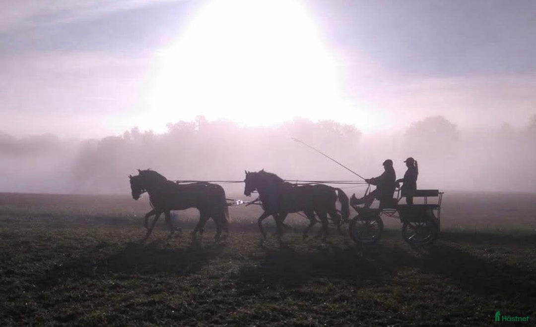  stallplats finnes: Stallplatser, gård eller arrende sökes! i Ljungsbro - Annons 1