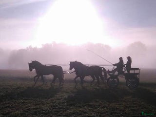 stallplats Stallplatser, gård eller arrende sökes! i Ljungsbro - Annons 18