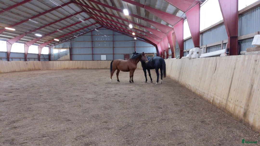  stallplats finnes: 2 lediga stallplatser Vellinge/Höllviken - Annons 8