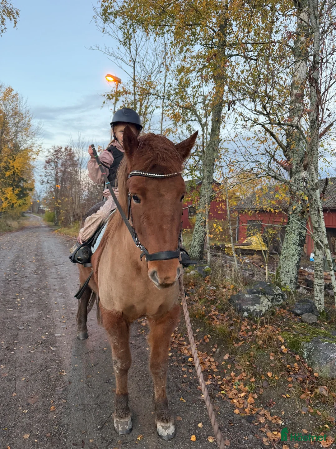 Island hästar till salu: Underbar familjehäst  - Annons 1