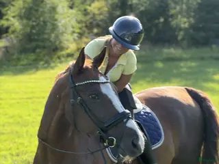 hästar Fantastisk bästa vän med stor potential - Annons 11