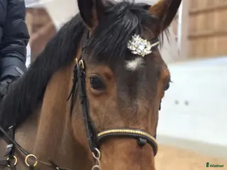 hästar Ponny med kapacitet - Annons 1