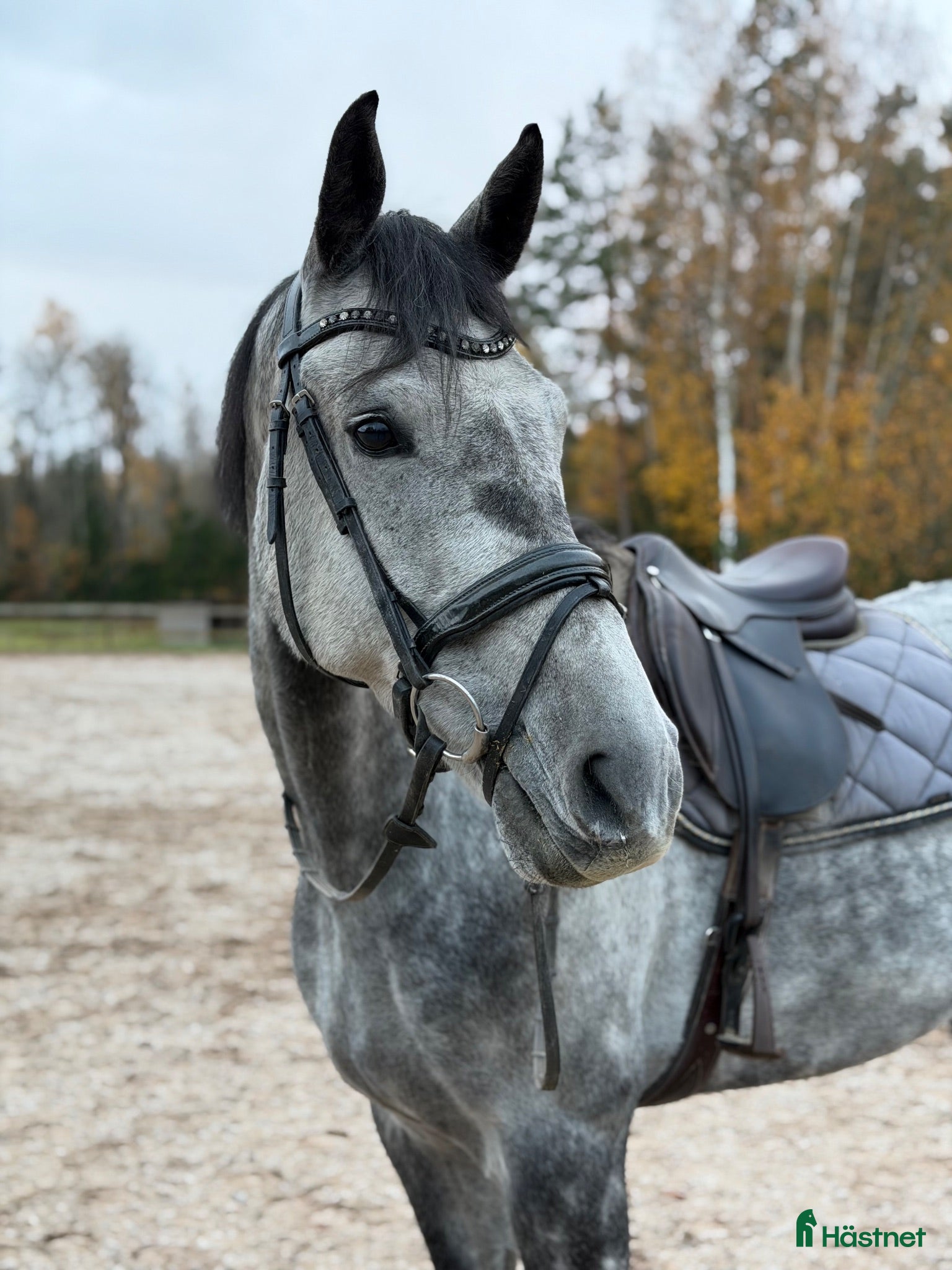  hästar 8-årig multitalang🌟 - Annons 12