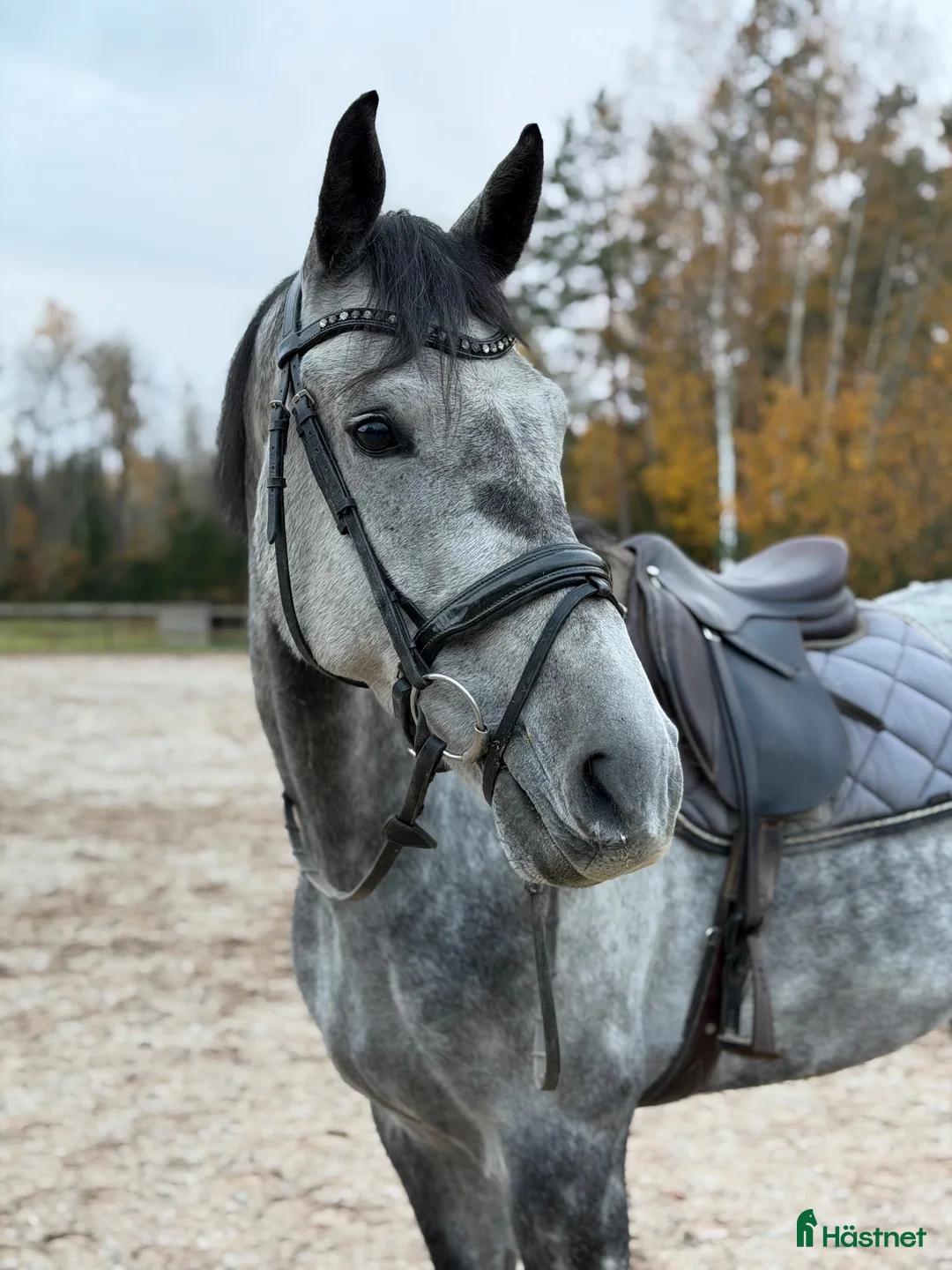 Allround hästar till salu: 8-årig multitalang🌟 - Annons 1