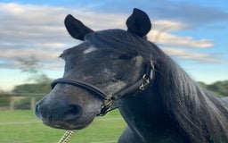 Allround hästar till salu: Manfager valack med ett hjärta av guld  i Skurup - Annons 4