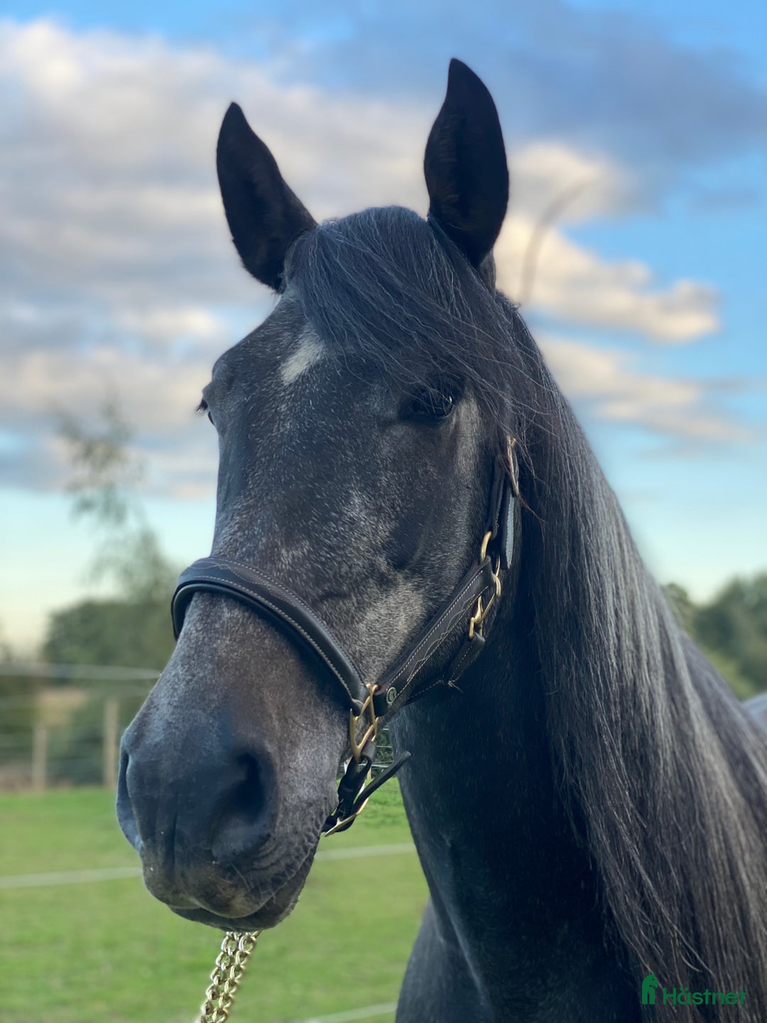 Allround hästar till salu: Manfager valack med ett hjärta av guld  i Skurup - Annons 4