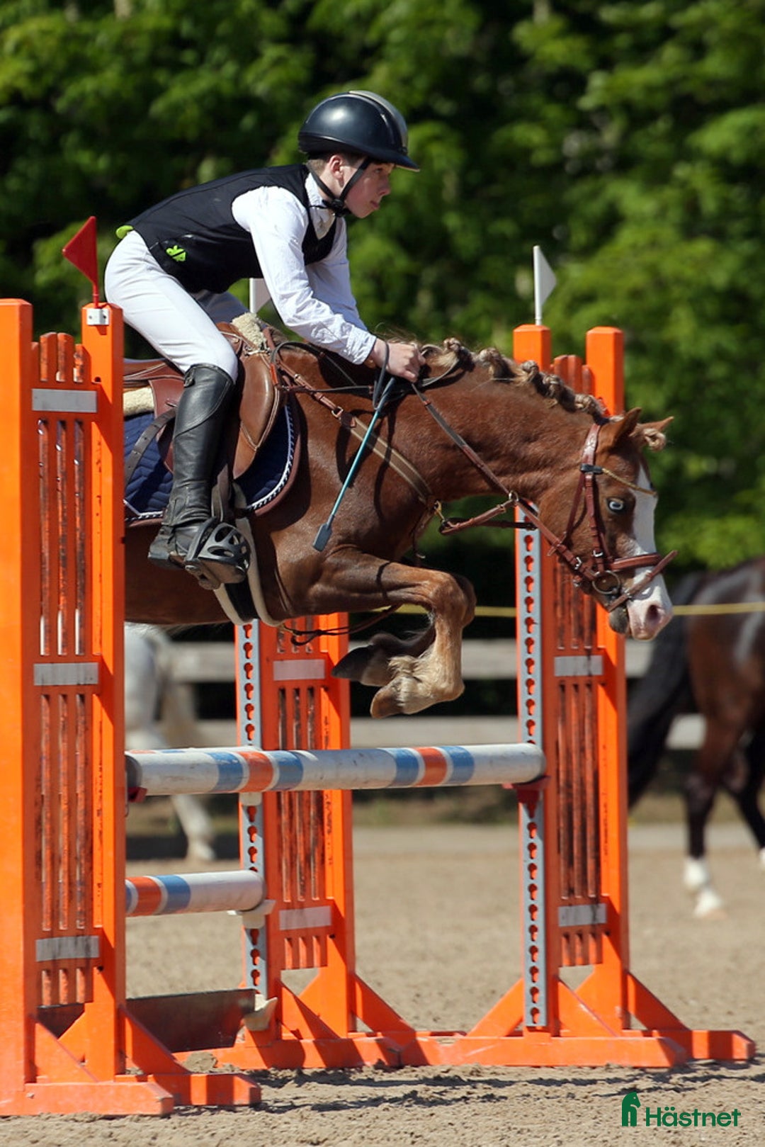 Hoppning hästar till salu: Welsh pony for sport i Stockholm - Annons 14