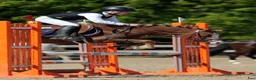 Hoppning hästar till salu: Welsh pony for sport - Annons 13