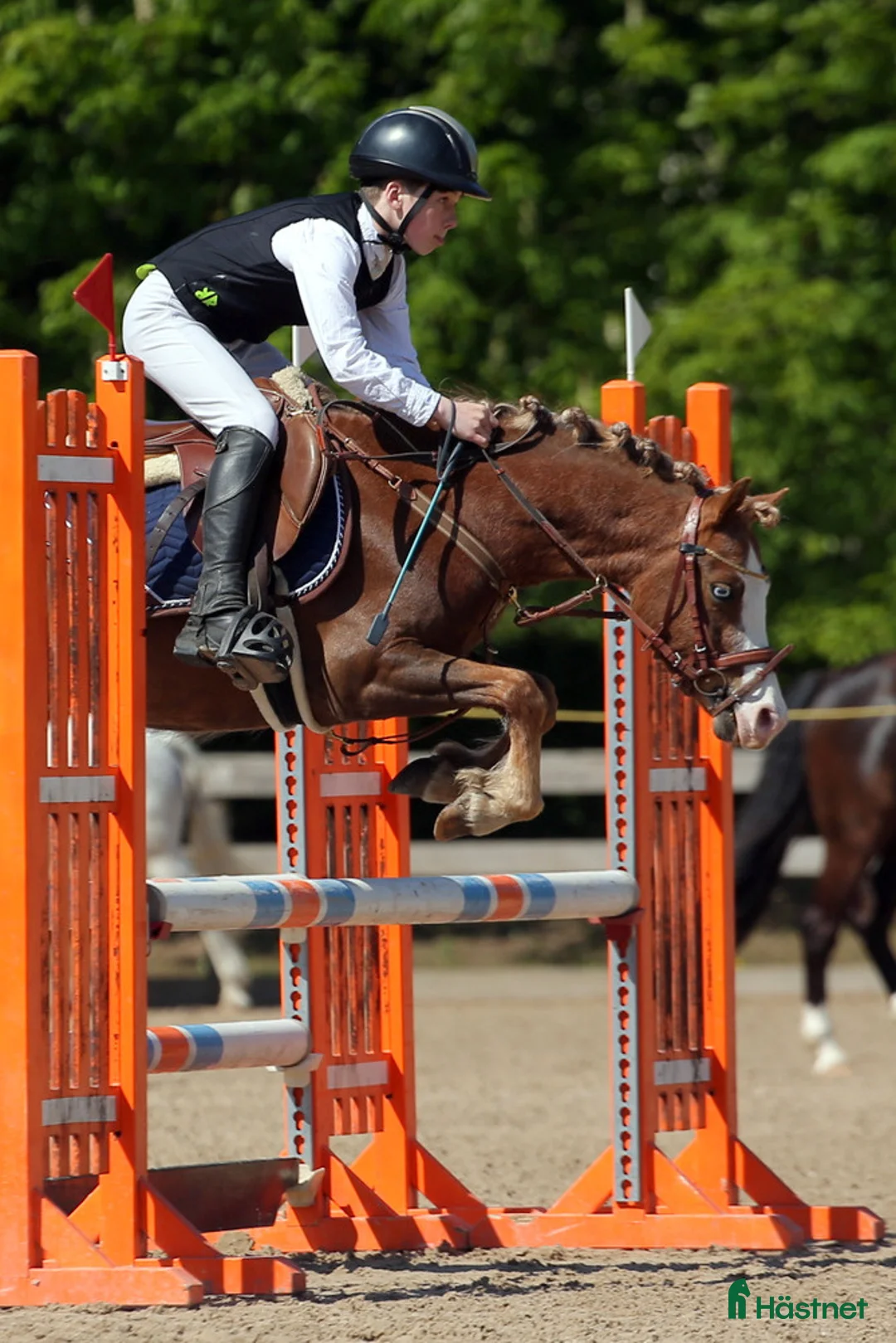 Hoppning hästar till salu: Welsh pony for sport - Annons 13
