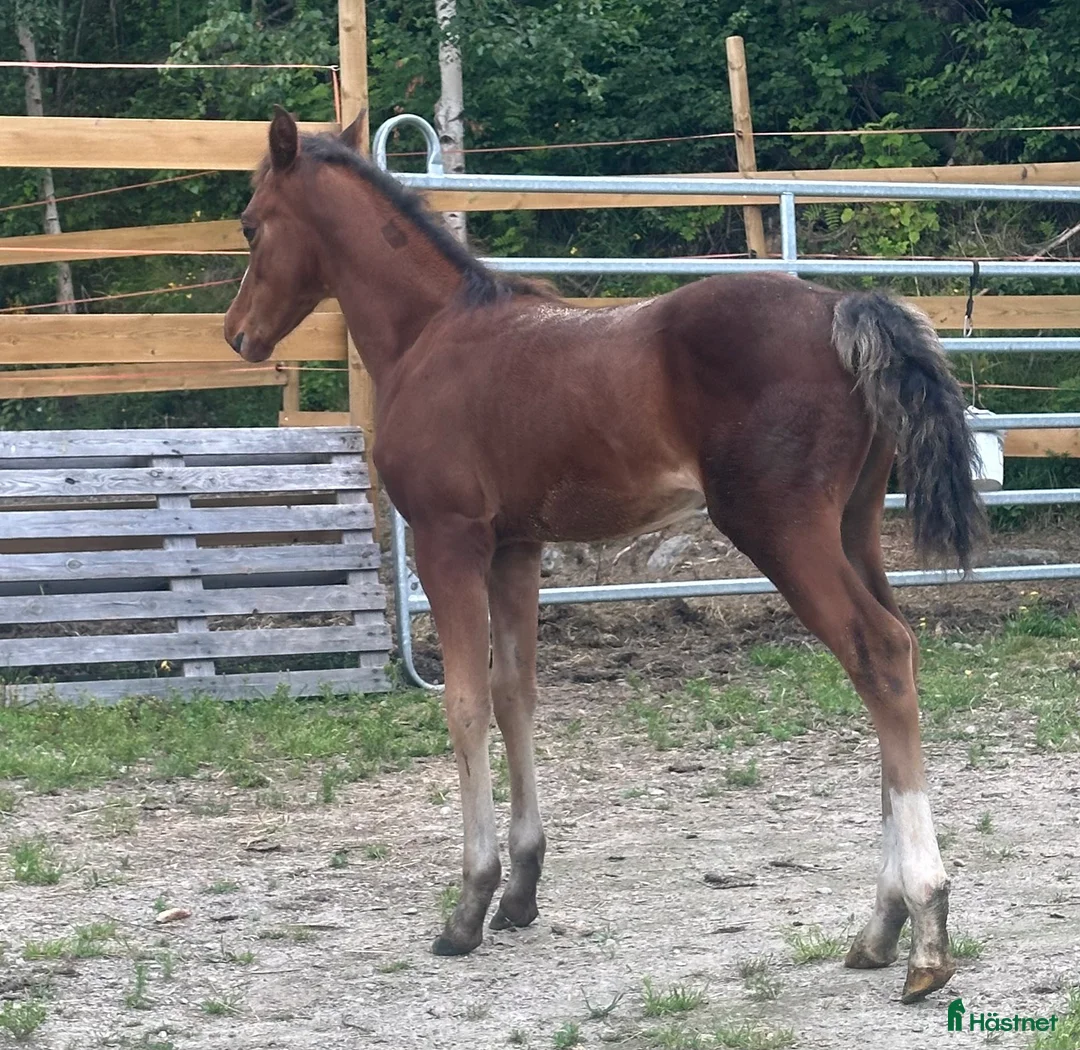 Allround hästar till salu: Sportsponni hingst for fremtiden  - Annons 4