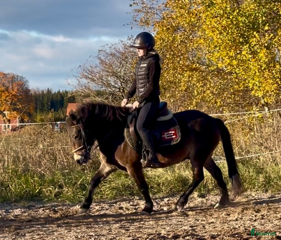 Allround hästar till salu: Gullig ponnyvalack i Västerfärnebo - Annons 6