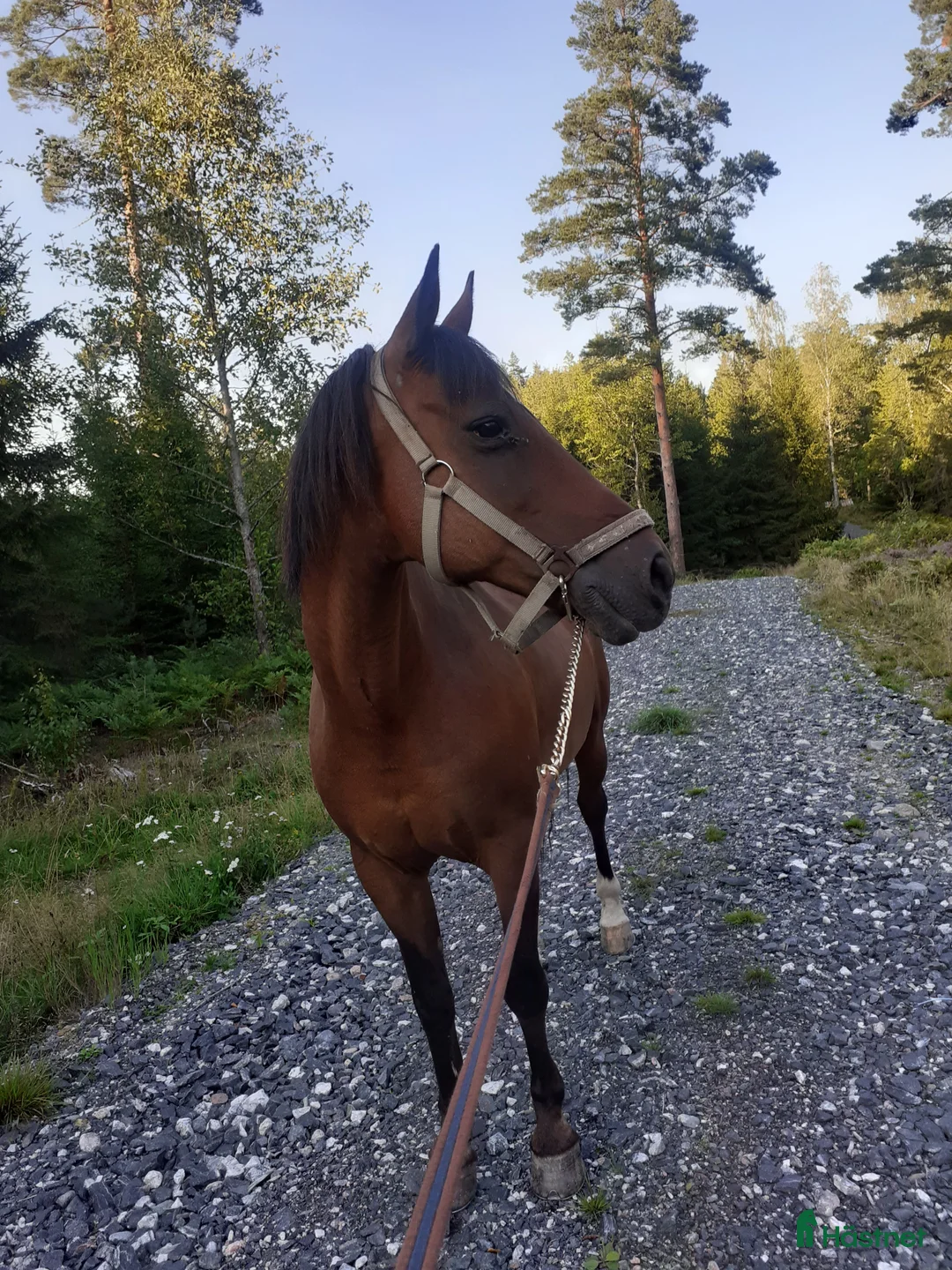 Sällskap hästar till salu: Söker nytt hem med massa mys  - Annons 5