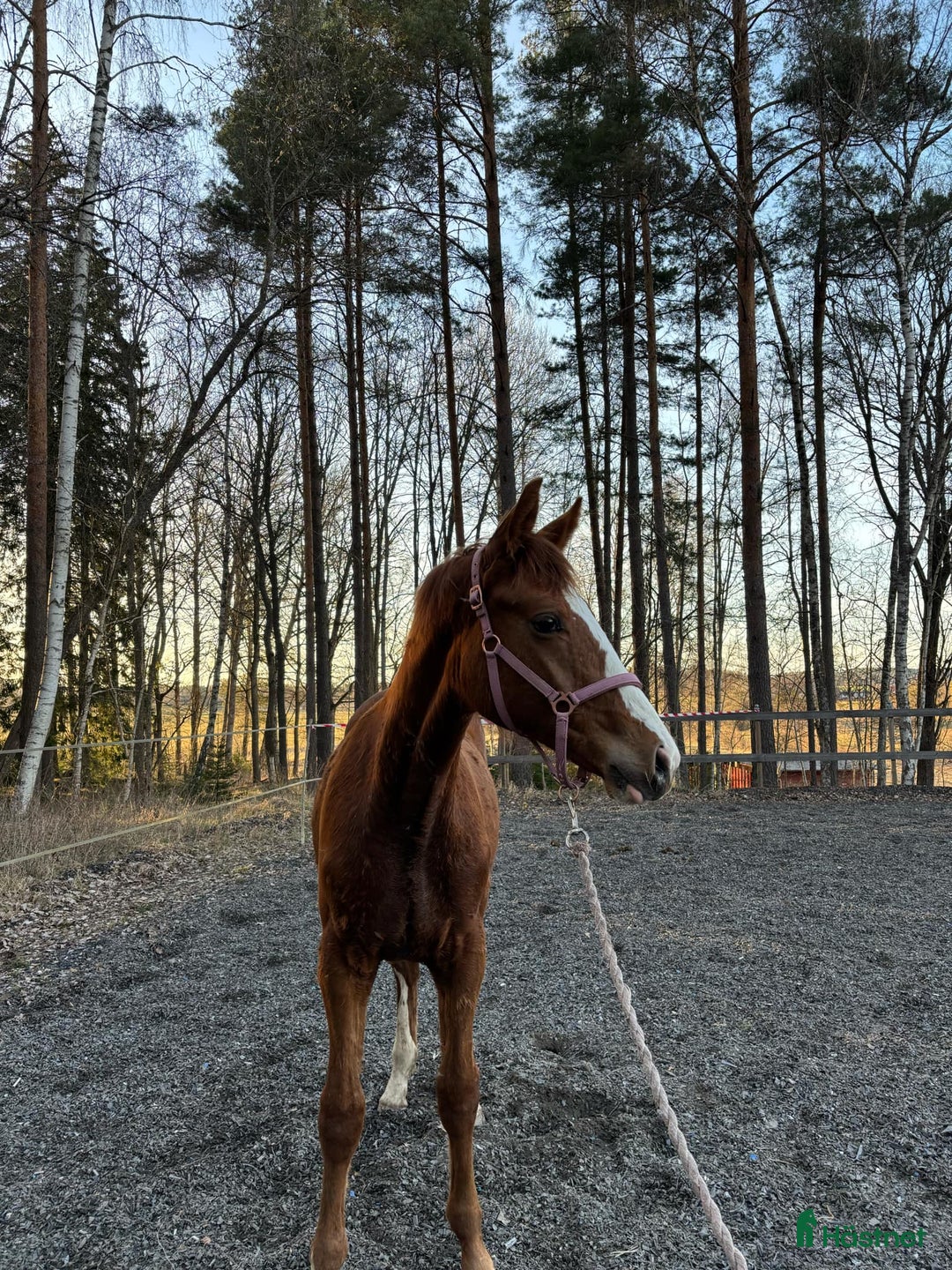 Hoppning hästar till salu: 🌟Joinville🌟 f.2024 hopp/fälttävlan i Sköldinge - Annons 5