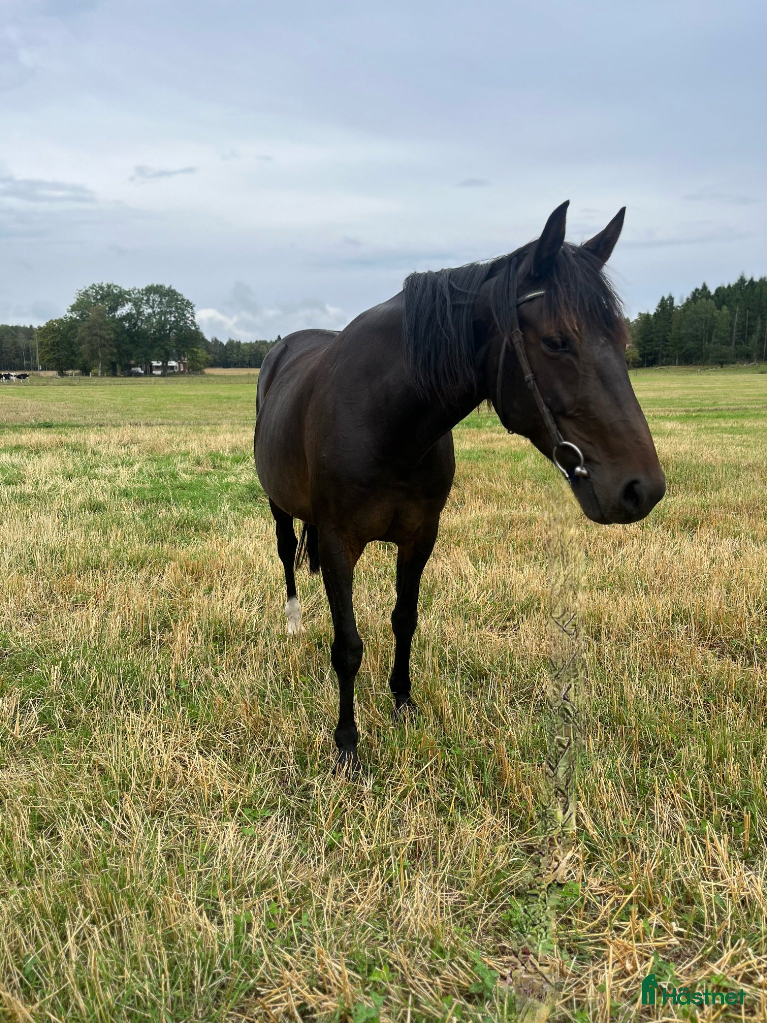  hästar Söker ett för alltid hem!  - Annons 3