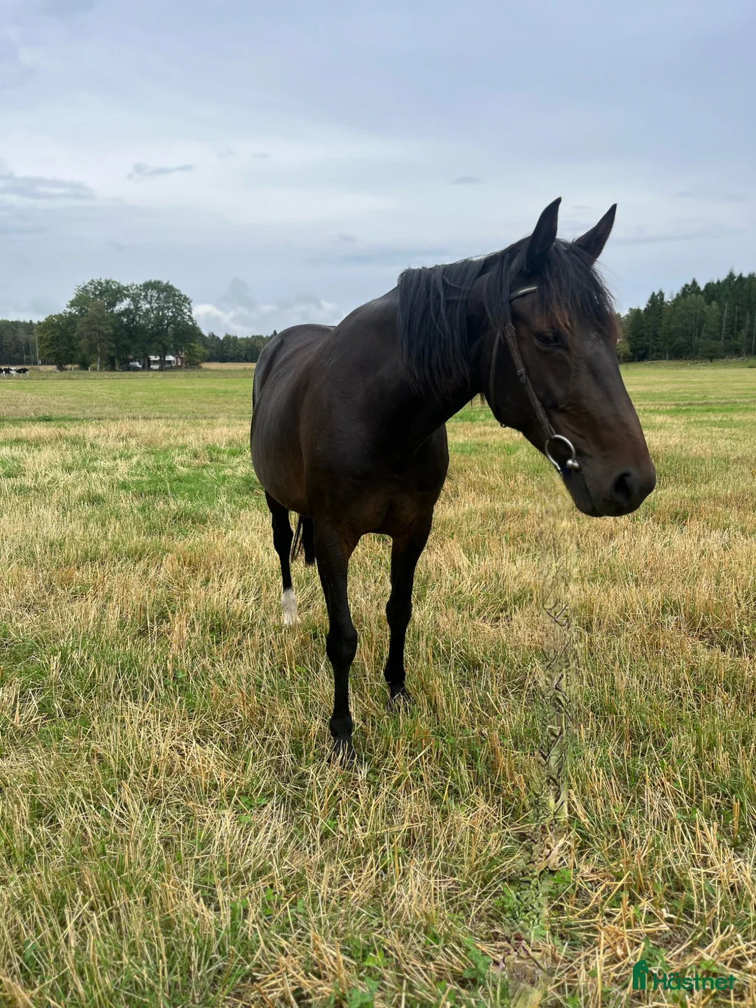 Allround hästar till salu: Söker ett för alltid hem!  - Annons 1