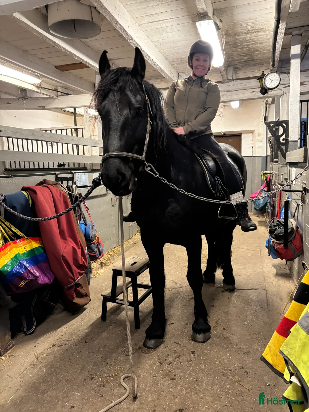 Allround hästar till salu: Tyr af Harstahopen  - Annons 4