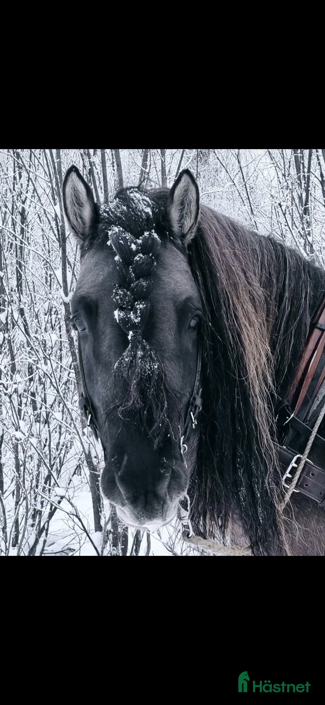 Avelshästar hästar till salu: Unik avelshingst med färgen musblack. i Byske - Annons 11