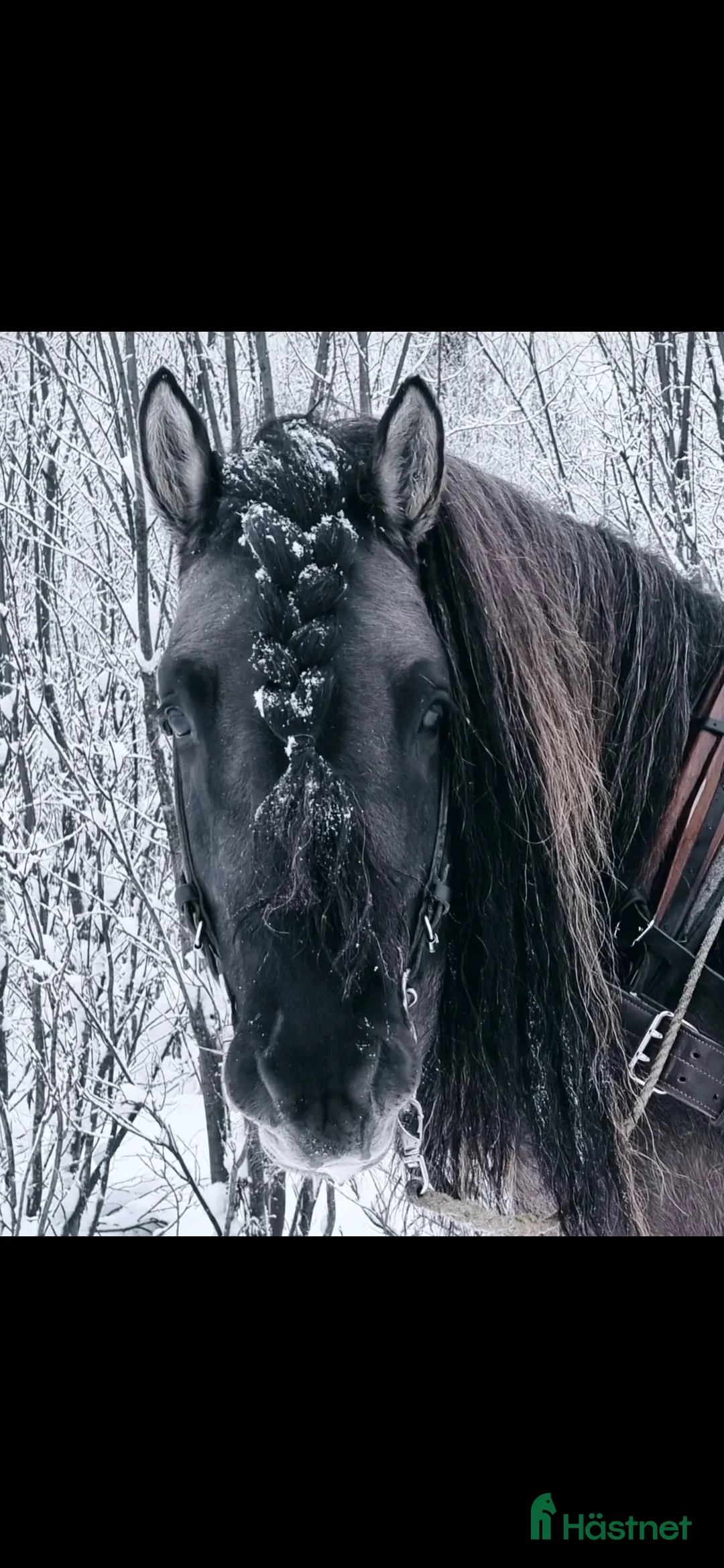 Avelshästar hästar till salu: Unik avelshingst med färgen musblack. - Annons 11