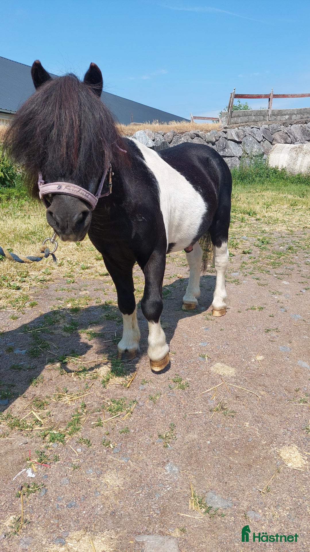Sällskap hästar till salu: Världens godaste  i Klockrike - Annons 4
