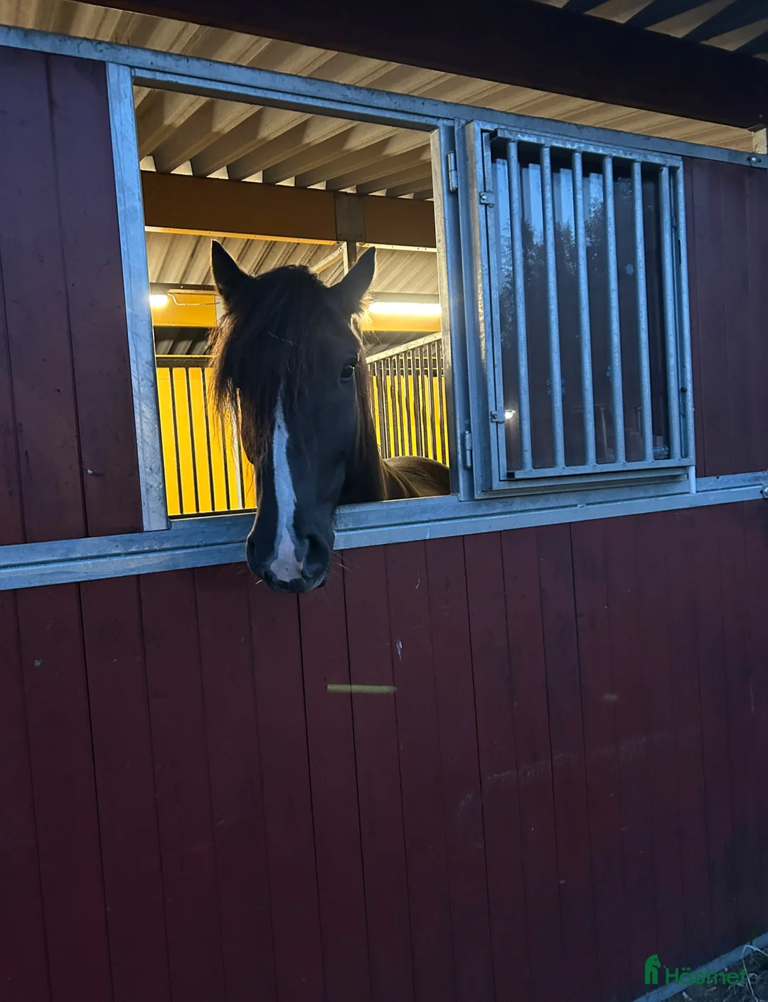 Allround hästar till salu: Allround häst, riktig toppenkille i Tungelsta - Annons 4