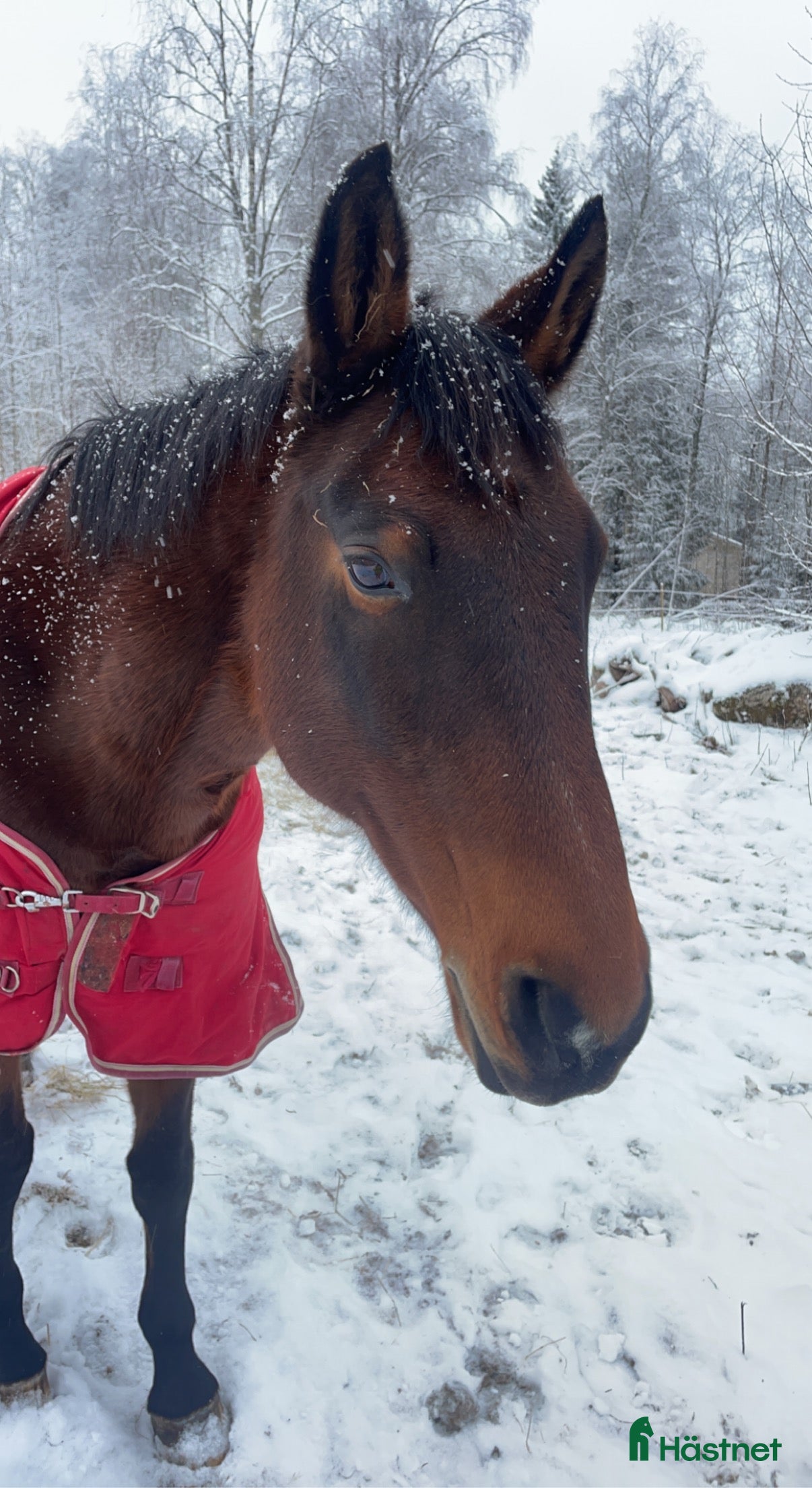  hästar Betalande medryttare sökes!! i Askersund - Annons 18