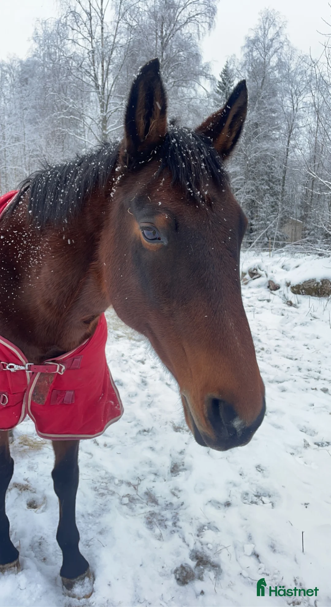 Allround hästar till salu: Betalande medryttare sökes!! i Askersund - Annons 1