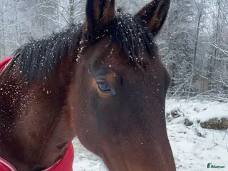 hästar Betalande medryttare sökes!! i Askersund - Annons 18