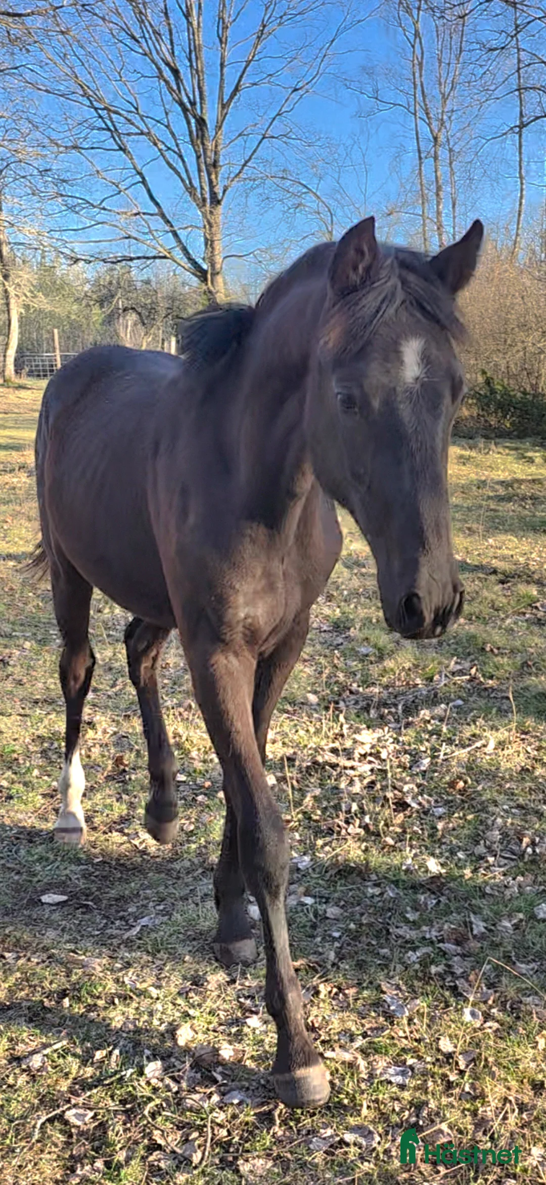 Hoppning hästar till salu: ✨️ Framtiden ✨️ - Annons 2