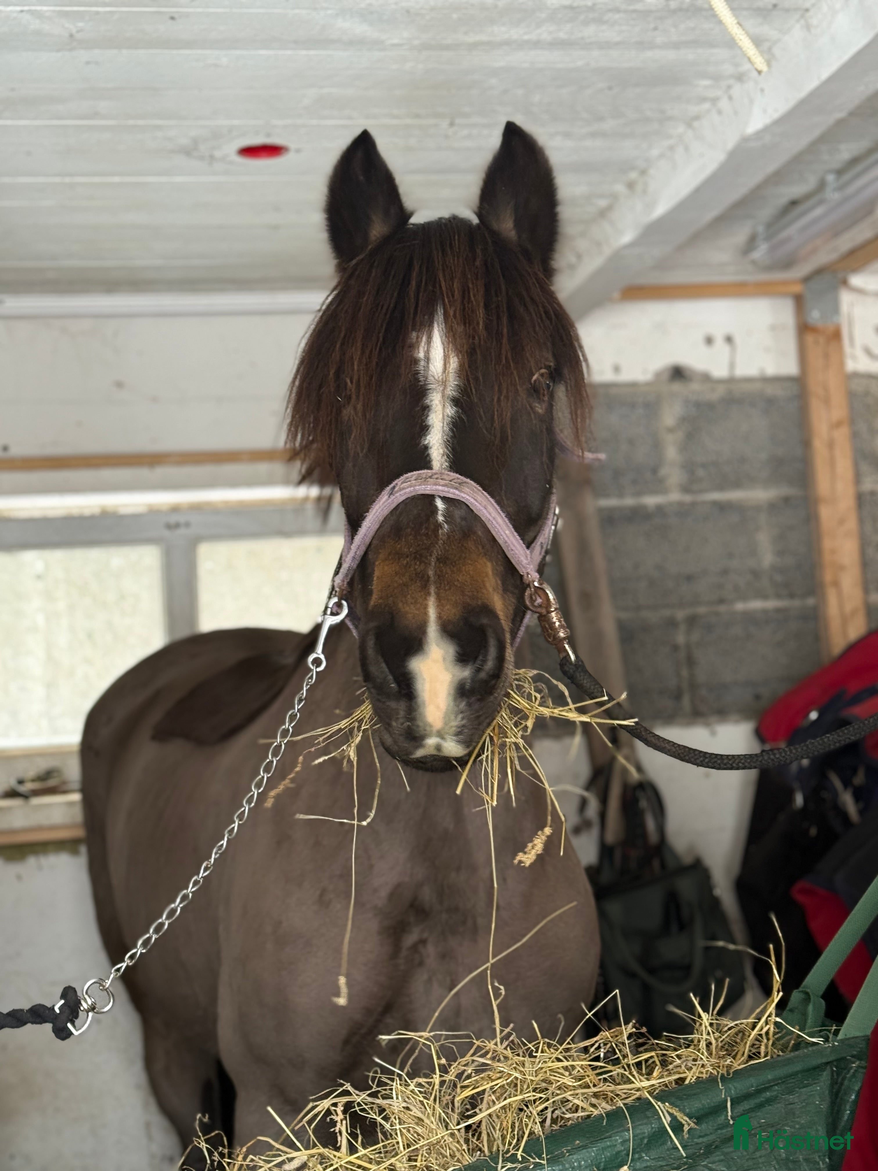  hästar Intressekoll vackert sto i Ånimskog - Annons 1