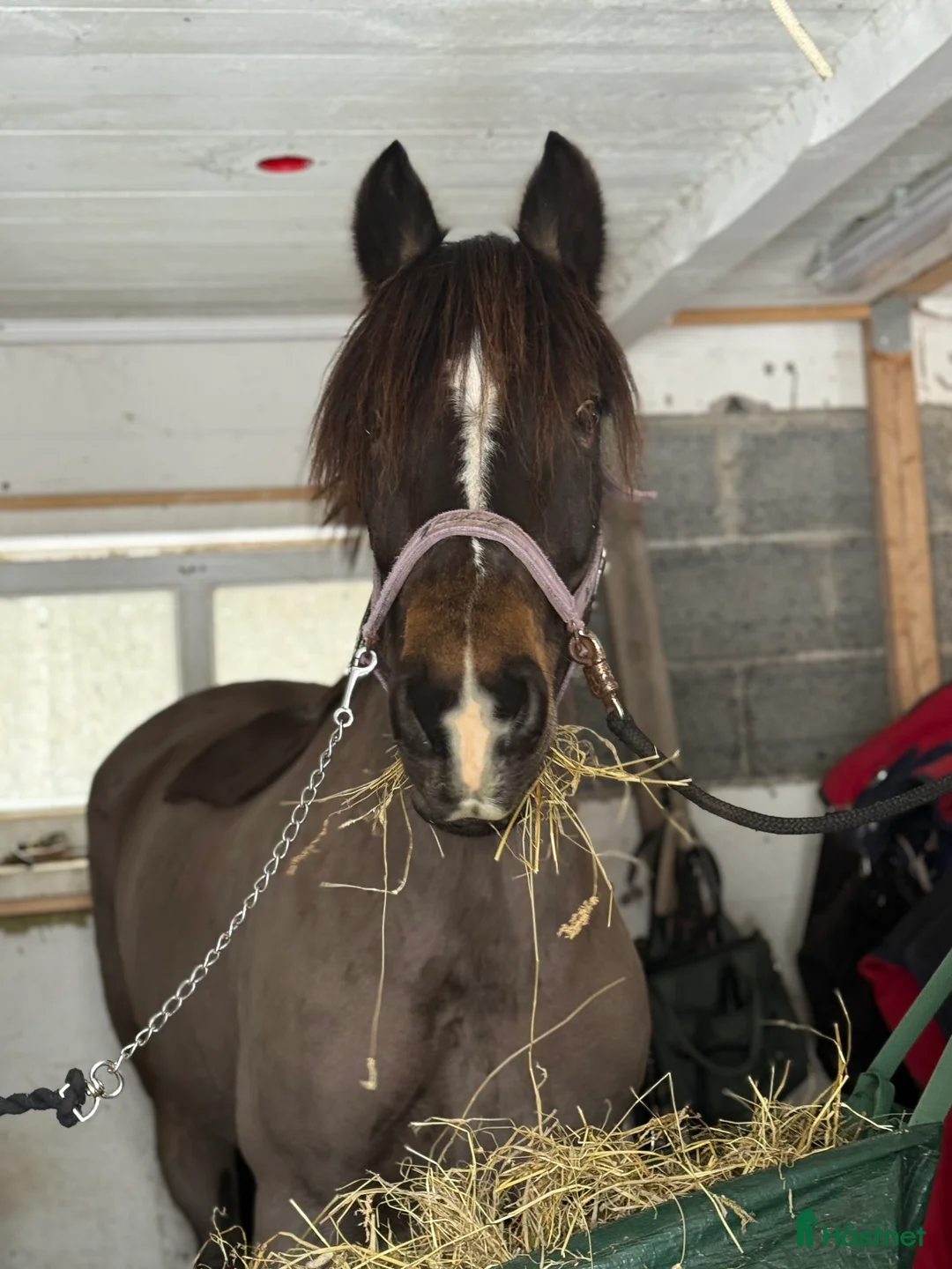 Allround hästar till salu: Intressekoll vackert sto i Ånimskog - Annons 1