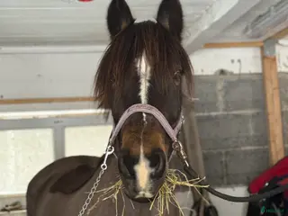 hästar Intressekoll vackert sto i Ånimskog - Annons 1