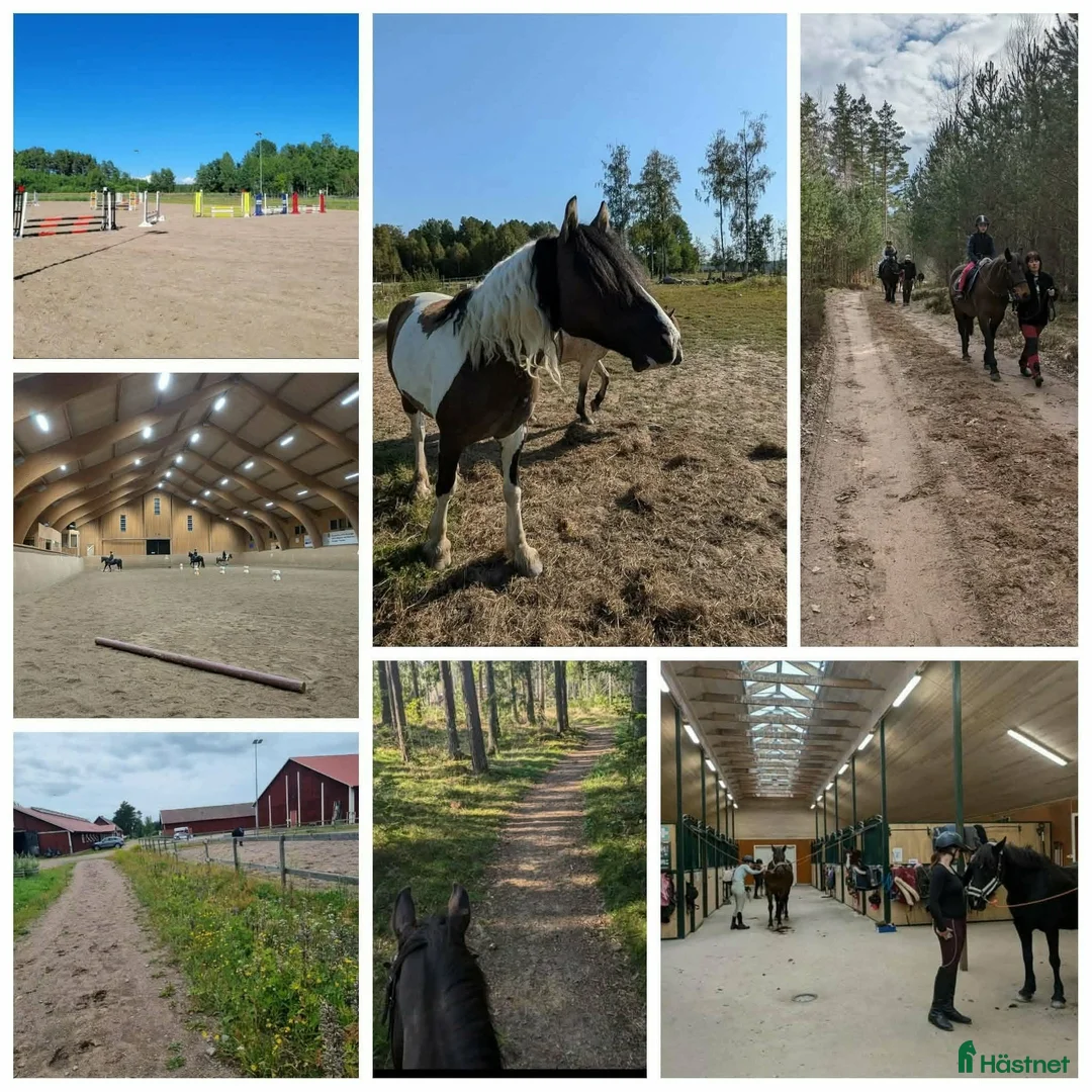 Övrigt hästar sökes: Foderhästar/ponnys sökes i Töreboda - Annons 2