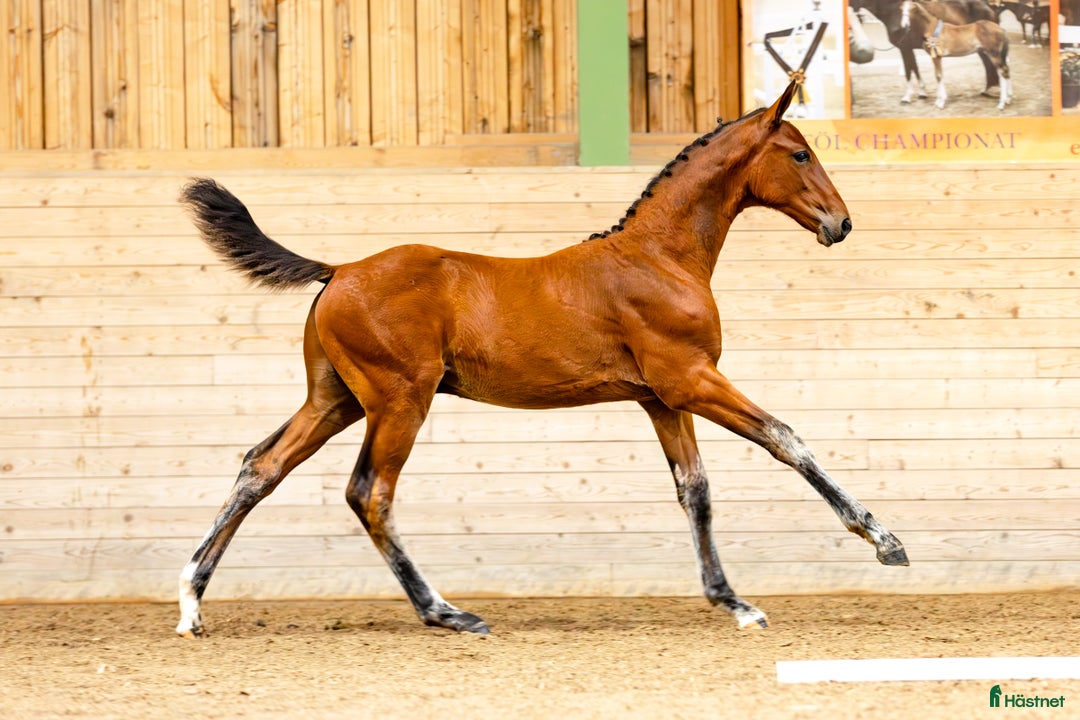 Hoppning hästar till salu: Hingstföl med svårklass stam  i Tjällmo - Annons 1