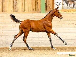Hoppning hästar till salu: Hingstföl med svårklass stam i Tjällmo - Annons 2