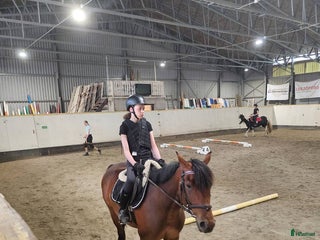 Allround hästar sökes: Söker Medryttarhäst - Annons 1