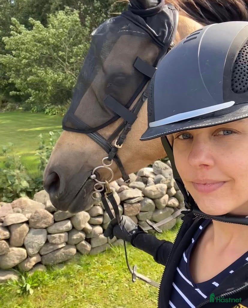  foderhäst Vill någon dela häst med mig?  - Annons 1