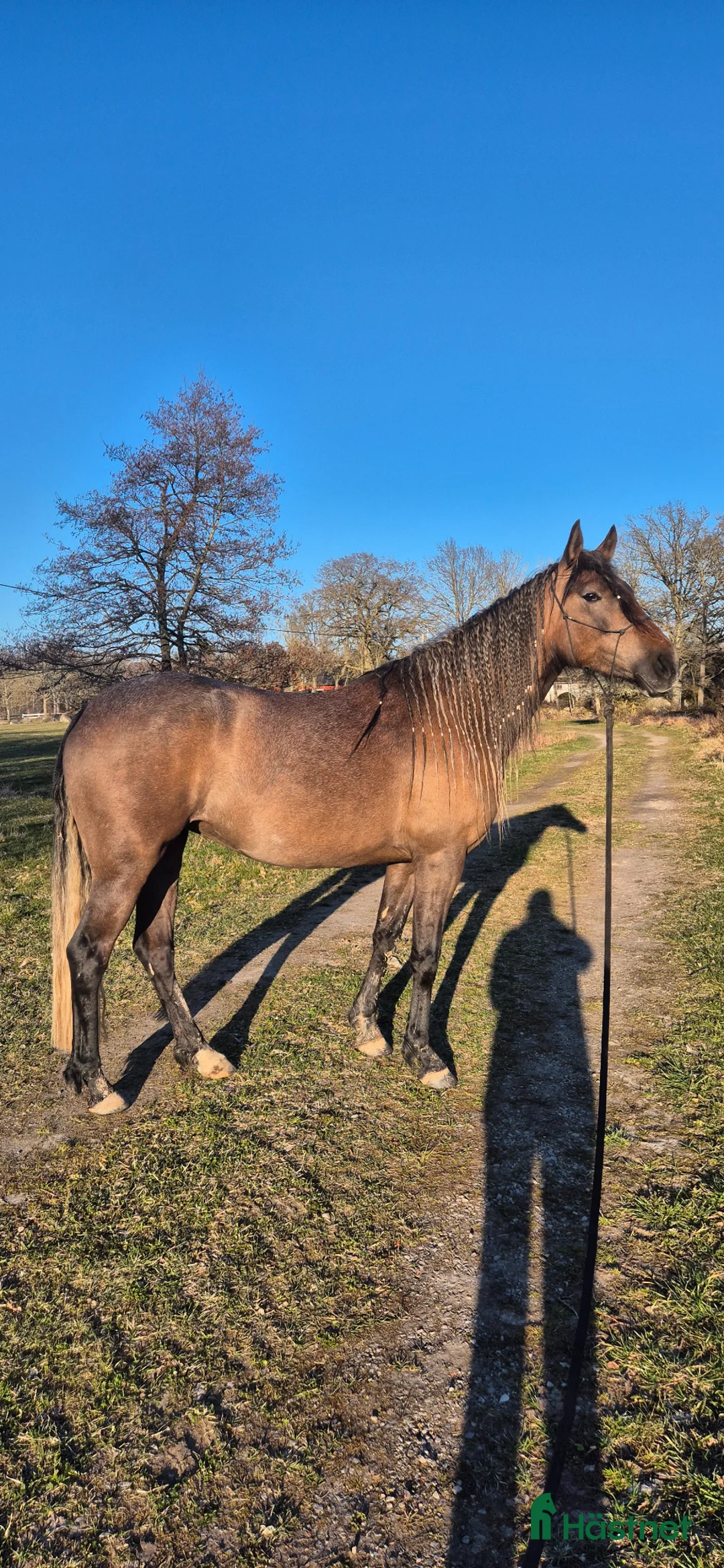 Allround hästar till salu: Vackra Mandolin - Annons 1