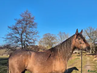 hästar Vackra Mandolin - Annons 1