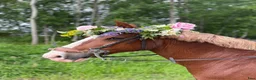Allround hästar till salu: Vacker maxad c-ponny - Annons 6