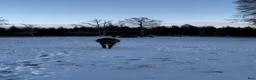  stallplats finnes: Lösdrift - Annons 3