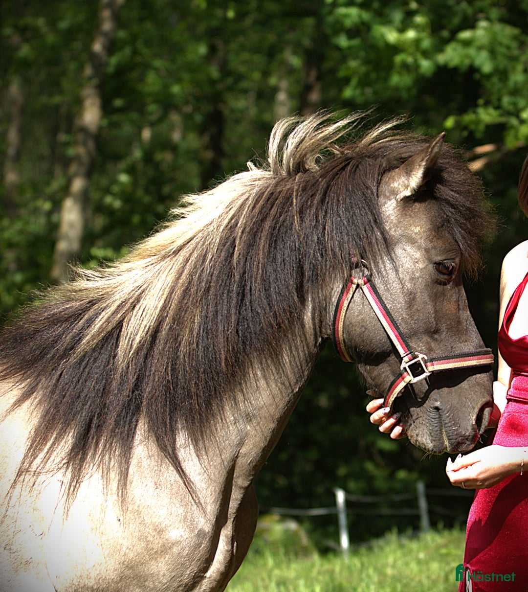 Island hästar till salu: Vackra Valacken Nimbus i Hörby - Annons 3