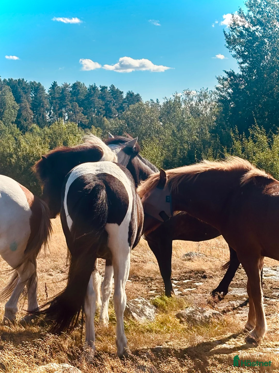 stallplats finnes: Egen lösdrift med ligghall uthyres. Vallentuna  - Annons 3