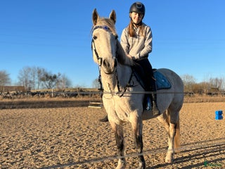 hästar Söker snäll stor häst i Kristianstad - Annons 2