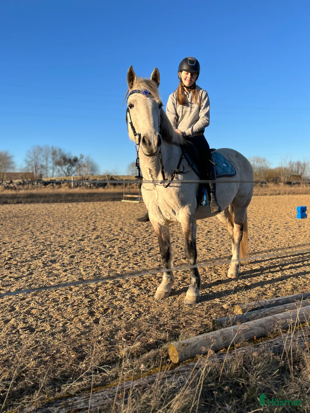 Allround hästar sökes: Söker snäll stor häst  i Kristianstad - Annons 1