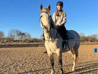 hästar Söker snäll stor häst i Kristianstad - Annons 13