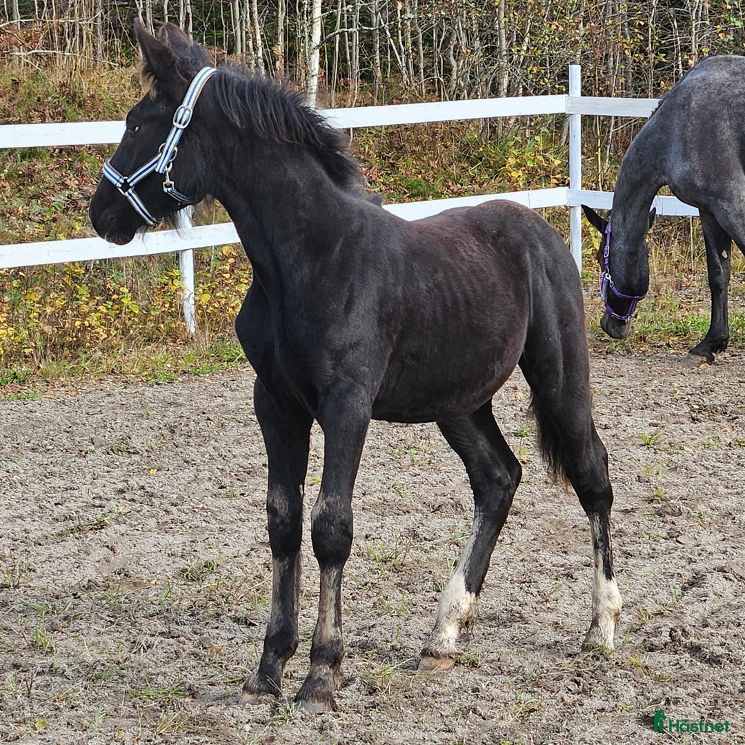 Allround hästar till salu: Snällaste grabben irishcob/vbl i Närkesberg - Annons 5