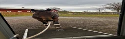  hästservice finnes: Horsemanship, lastträning, problemlösning mm.  - Annons 2